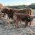 Mini Cattle Mini Donkeys Mini Horses 9 thumbnail