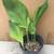 MEDICINE TURMERIC Plants.(Cu Nghe) in 5 Gallon Pot 2 thumbnail