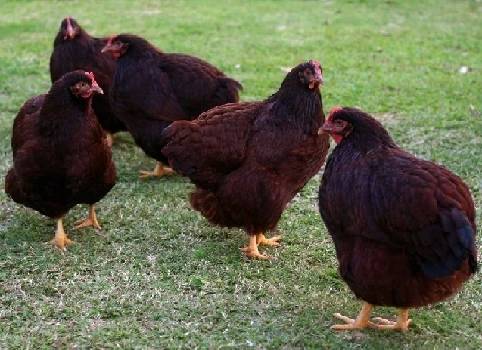 RIR chickens organic  laying 1