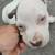 Pit bull puppy 4 thumbnail