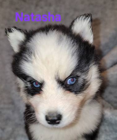 Husky puppies63690969880705123