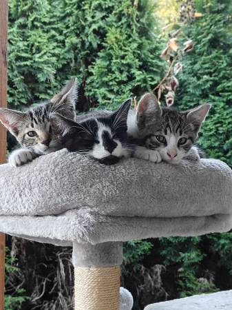 Kittens (Milton)63885717465091120