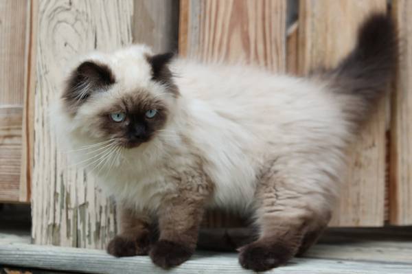 Persian brother and sister! (Bargersville)63658636841089121