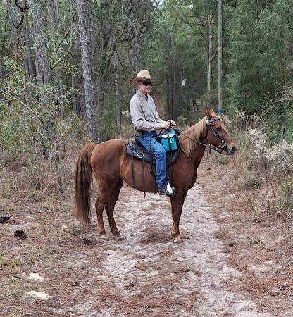 Gaited mixed mare 1