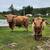 Bull Calf 3 thumbnail