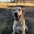 Lab-shepherd mix puppy 2 thumbnail
