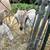 Kiko goats 5 thumbnail