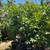 Guava Trees 4 thumbnail