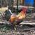 Easter Egger roosters 1 thumbnail