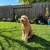 Wanted: Female dog to join our female. 1-4 years old and hypoallergenic only. 2 thumbnail