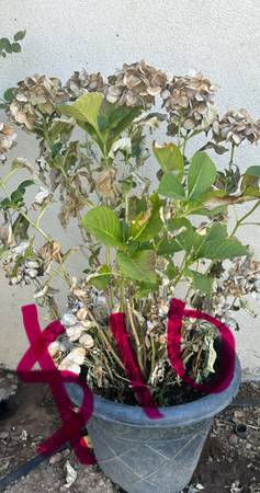 Plantas variadas (Elk Grove)536761061281648643