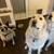 Great Pyrenees 3 thumbnail