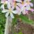 Plumeria 1 thumbnail