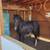 Semi Pony 2 thumbnail
