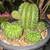 5 gal Large Easter Lilly Cactus 2 thumbnail