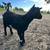 Nigerian Dwarf Goat Doelings 7 thumbnail