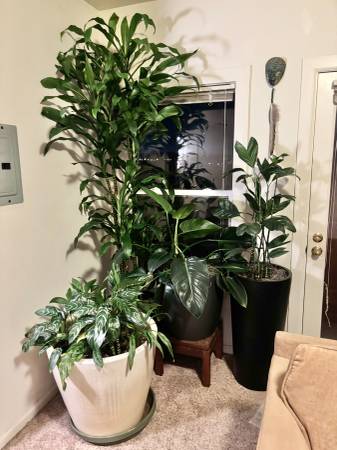 Plants w/Decorative Containers, Staging for Residential or Commercial 1