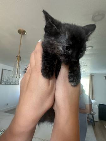 Gatita hembra (Vancouver)63842374532865123