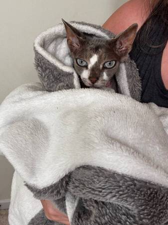 Sphynx (Franklin)