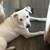 American Hound female 2 thumbnail