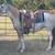 9 year old grade app mare 1 thumbnail