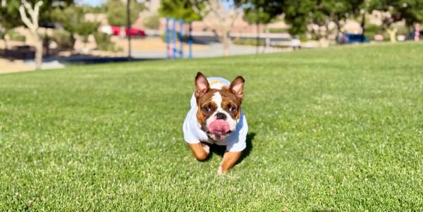 Cachorro de bulldog inglés micro (Las Vegas NV)63907185185923121