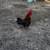 Rooster 2 thumbnail