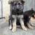 Pups 3 thumbnail