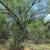 Fence Line Clearing and Maintenance Sendero 4 thumbnail