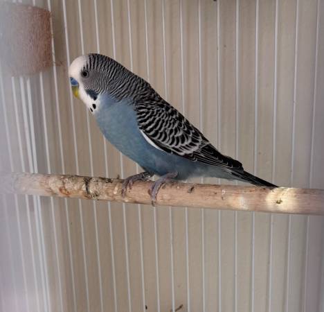 Rehoming  my male parakeet 1