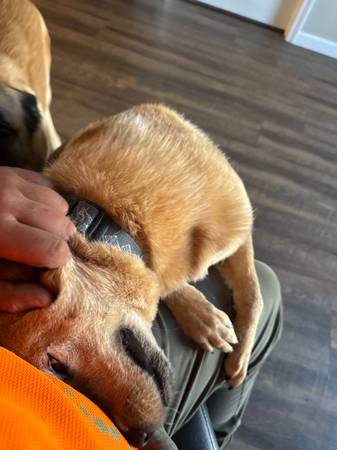 2 year old Red heeler / "Australian cattle dog"63961118830467122