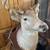 Mounted 8pt. Deer Head Decor 2 thumbnail