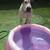 Rehome 3yr old male mix 7 thumbnail