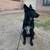Rehoming black male german shepherd 6 thumbnail