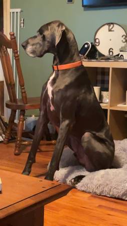 Male Great Dane 1