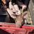Weaner Pigs for Sale 3 thumbnail