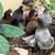 Pullets 8 thumbnail
