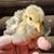 Serama bantam chickens 4 months 14 thumbnail