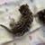 Bengal kittens 7 thumbnail