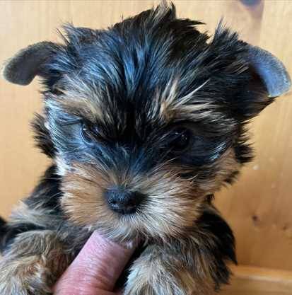 Yorkie      miniatureDOGs (310 3five9 8851)63830167209473120