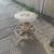 Wagon Wheel Hub Table 2 thumbnail