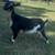 MDGA Mini Lamancha and ADGA Nigerian Herd for sale! 11 thumbnail
