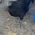 Chickens 1 thumbnail