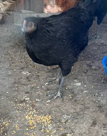 Chickens 1
