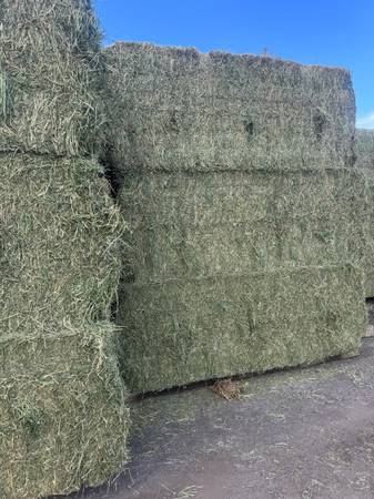 Alfalfa 1