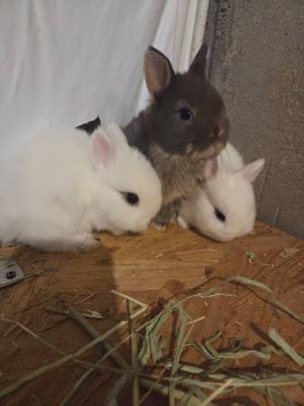 5 netherland dwarf bunnies 1
