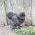 Adorable Bantam Pullets 6 thumbnail