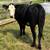 Heifer 2 thumbnail