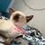 Siamese kittens 8 thumbnail