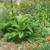 Perennial Potted Plants from my Homestead Gardens 10 thumbnail